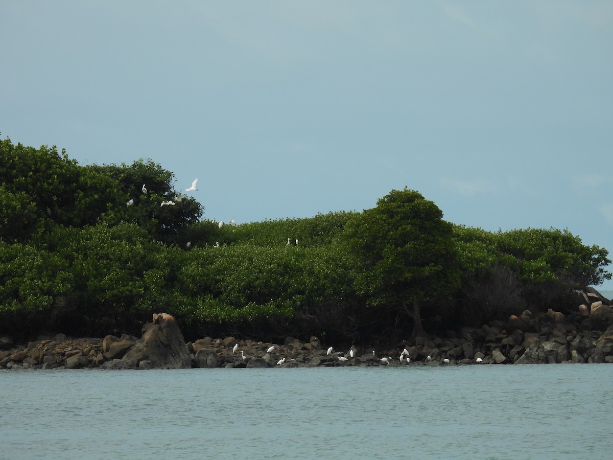 Pacific Reef-Heron - ML437395041