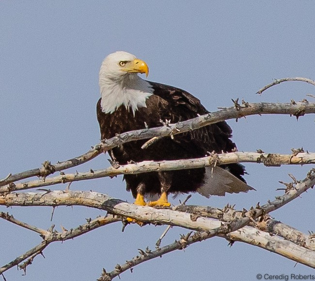 Bald Eagle - ML437395711