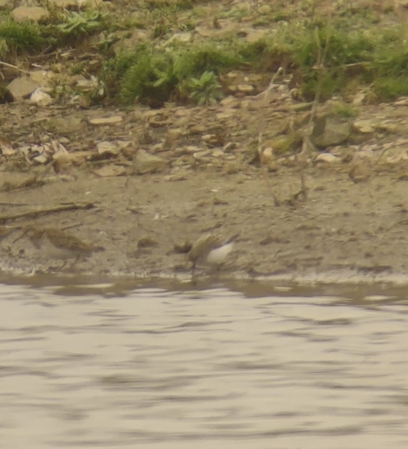 Semipalmated Sandpiper - Alex Marine