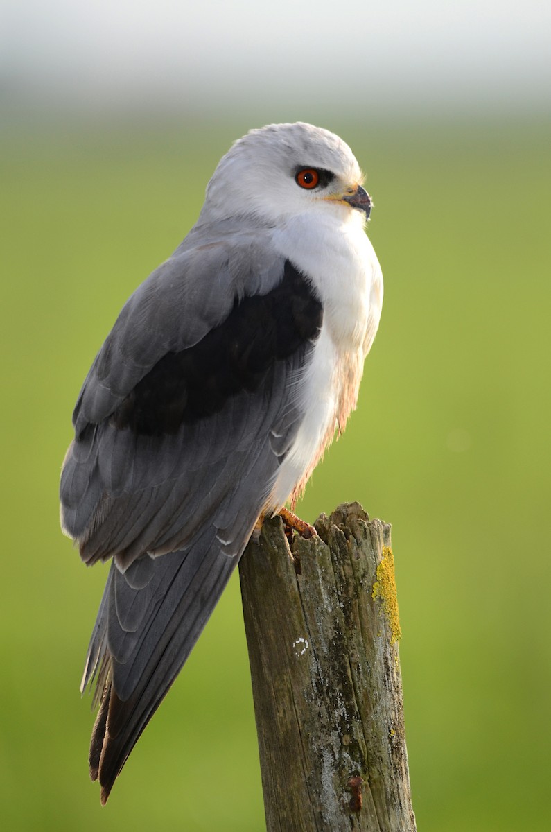 Black-winged Kite - José Frade