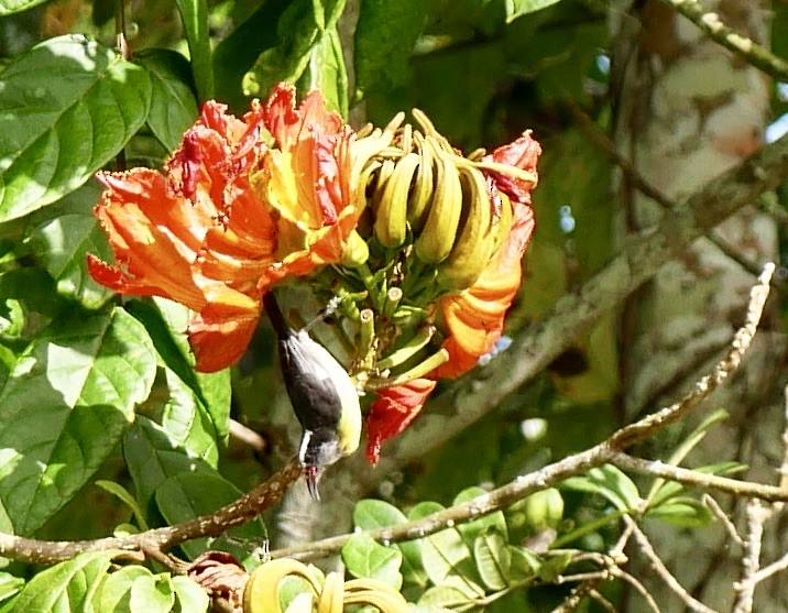 "Банановая кареба, сахарная цветочница" - ML437397871