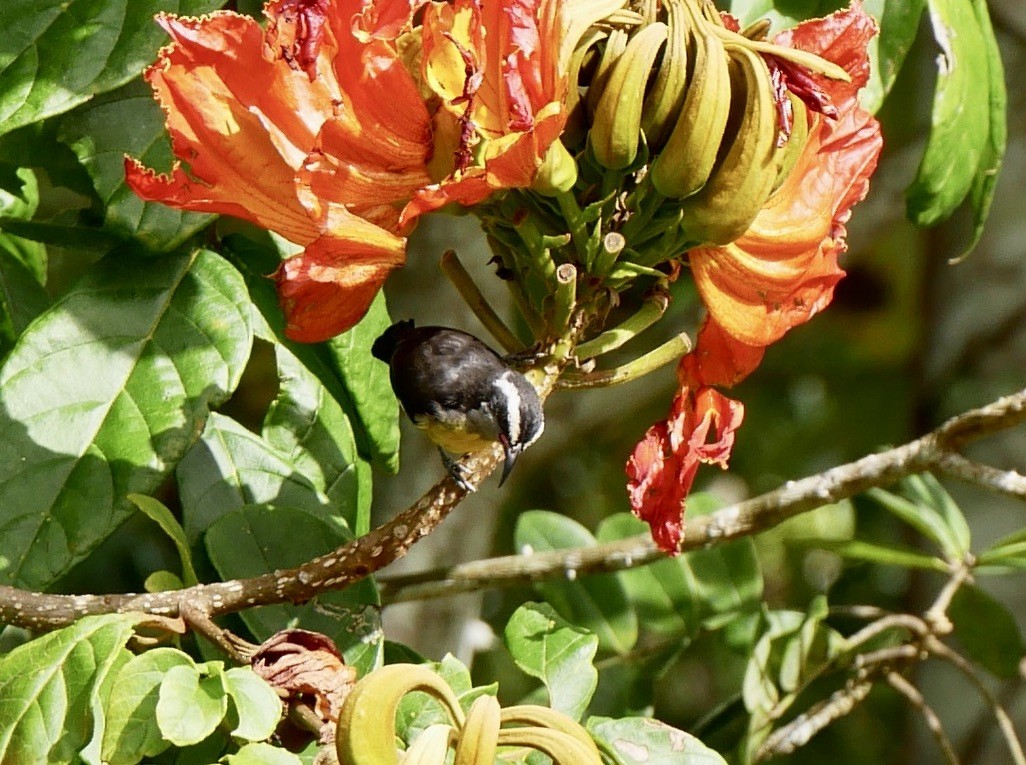 "Банановая кареба, сахарная цветочница" - ML437397881