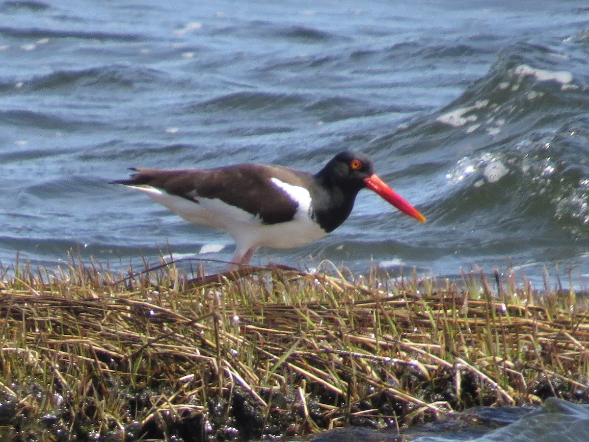 American Oystercatcher - ML437400251