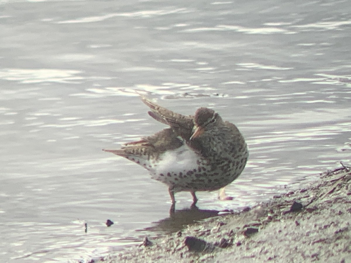 Spotted Sandpiper - ML437400801