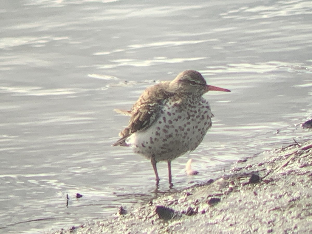 Spotted Sandpiper - ML437400811