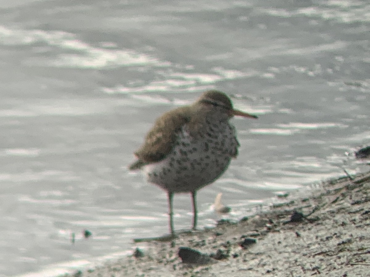 Spotted Sandpiper - ML437400821