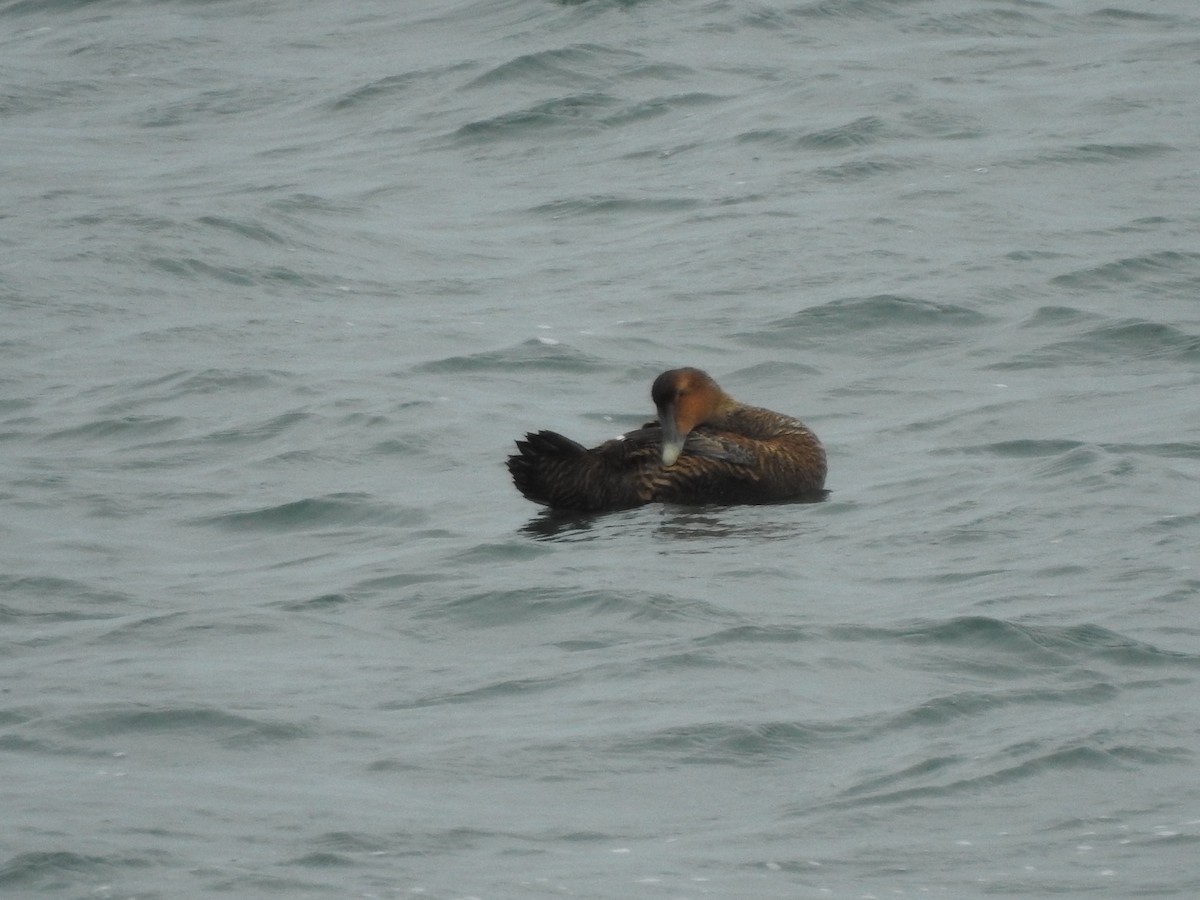 Common Eider - ML43740251