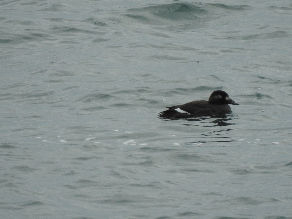 White-winged Scoter - ML43740381