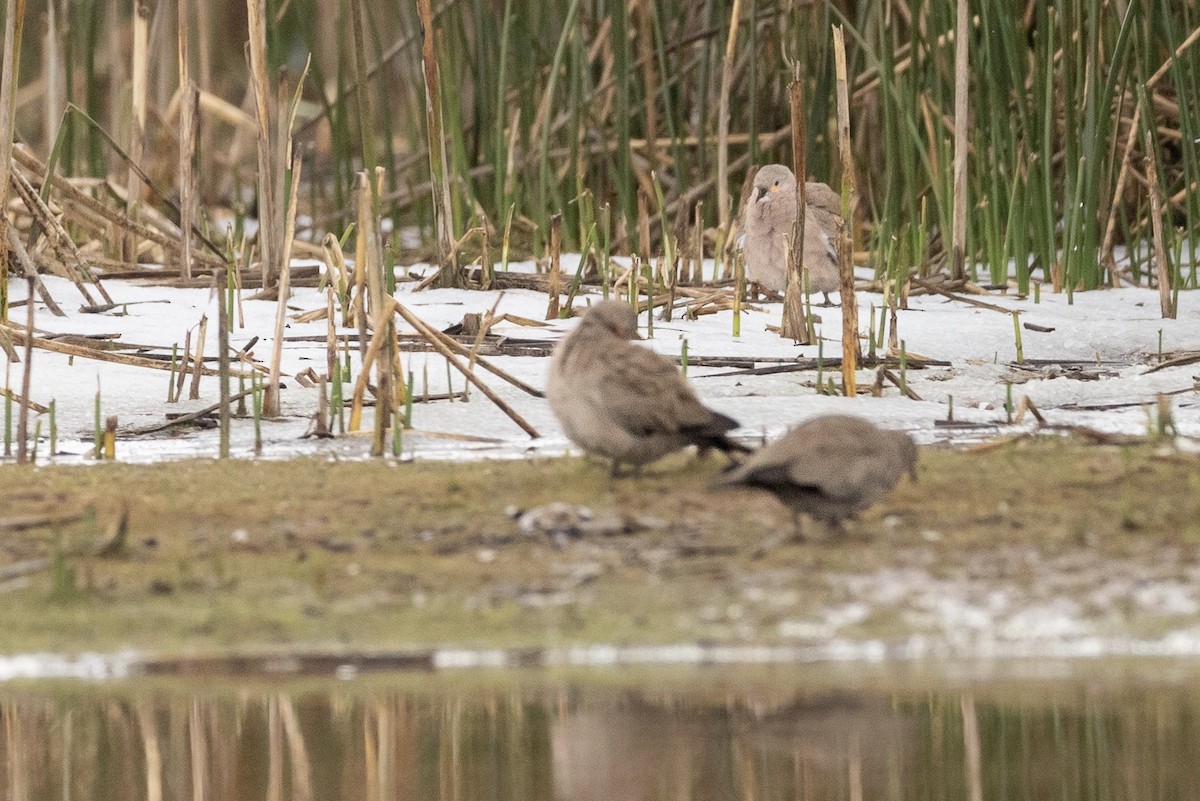 Black-winged Ground Dove - ML437404861