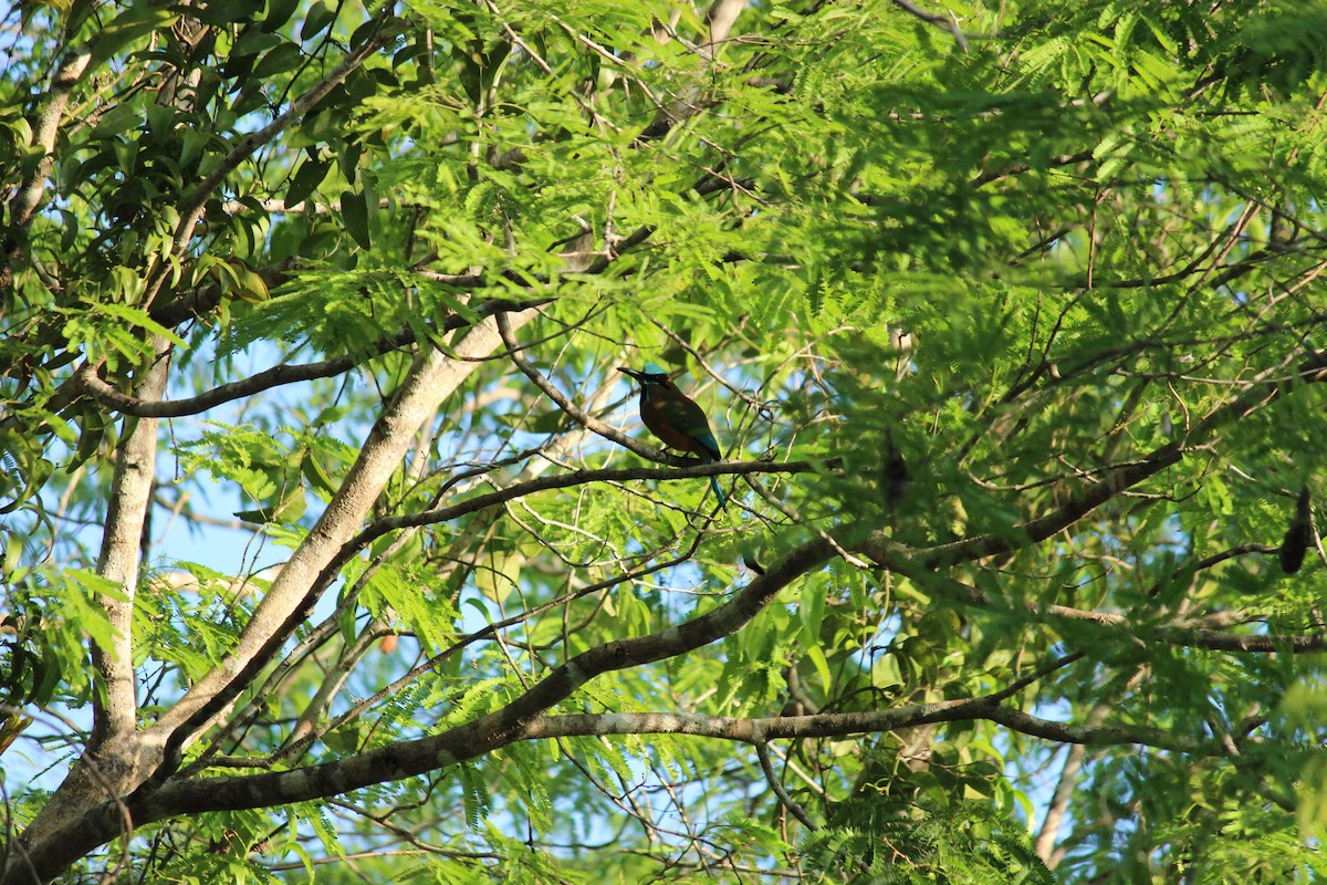Turquoise-browed Motmot - ML437406911