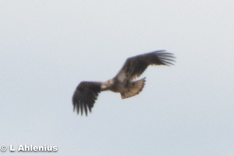 Bald Eagle - ML437407091