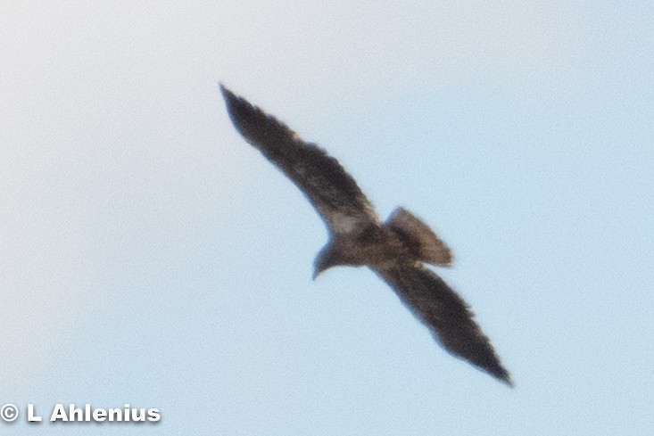 Bald Eagle - ML437407101