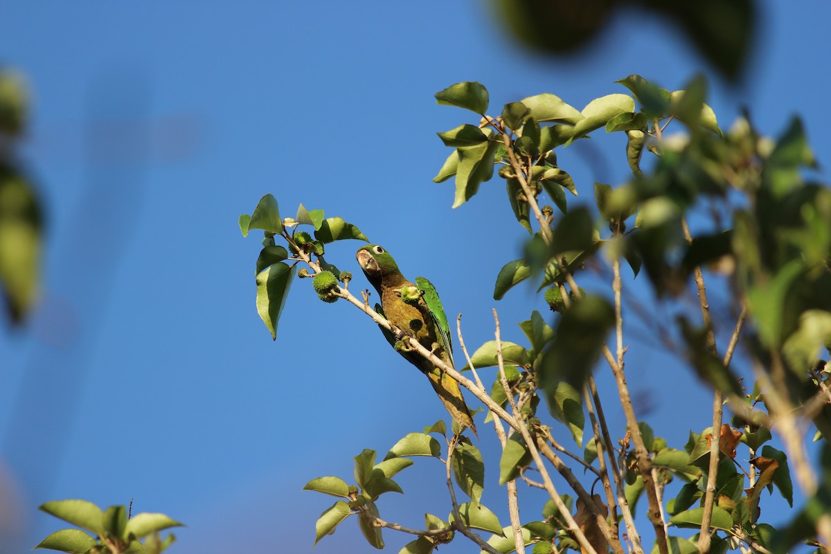 Olive-throated Parakeet - ML437407281