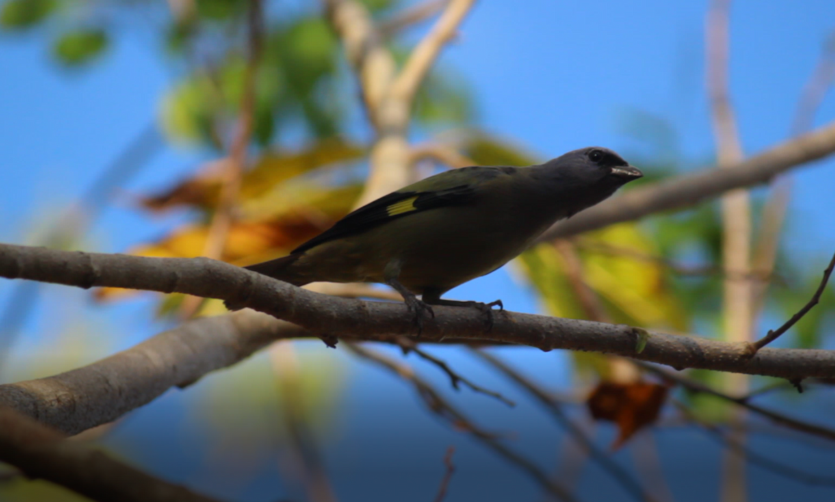 Yellow-winged Tanager - ML437407531