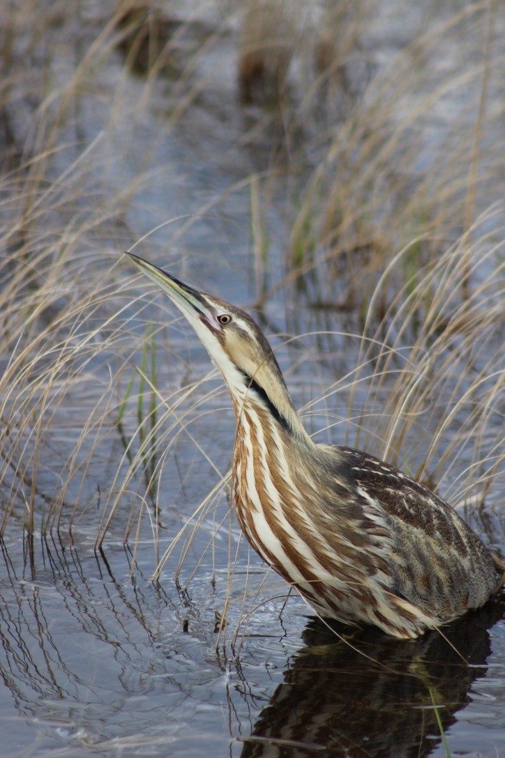 American Bittern - ML437408541