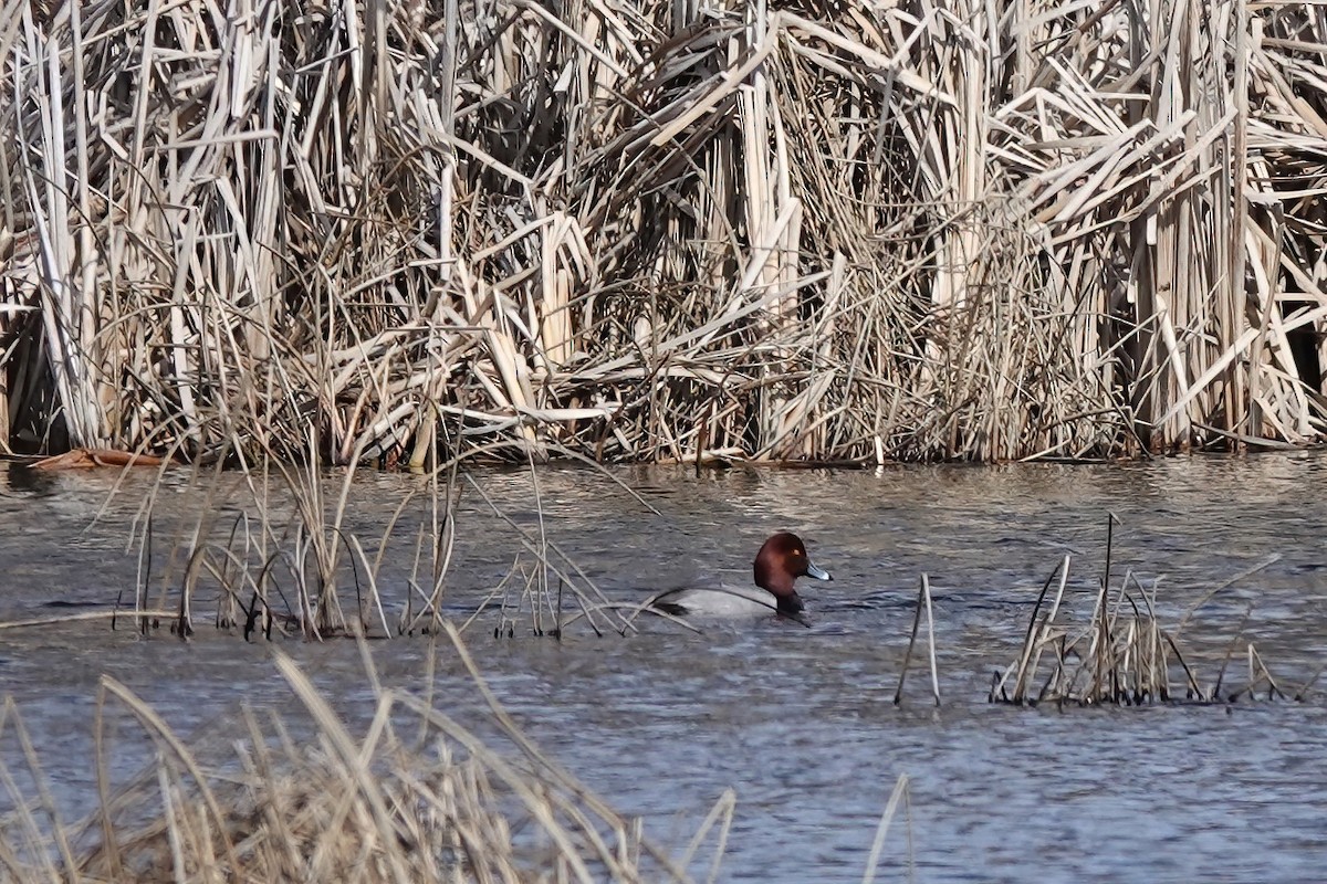 Redhead - ML437408901