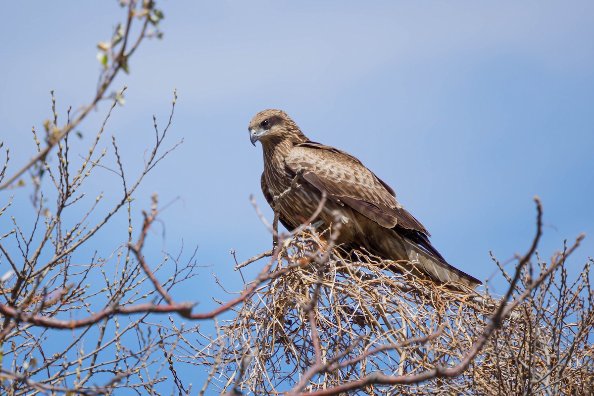 Black Kite - ML437413341