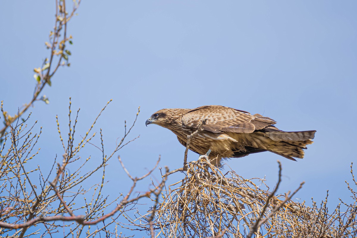 Black Kite - ML437413351