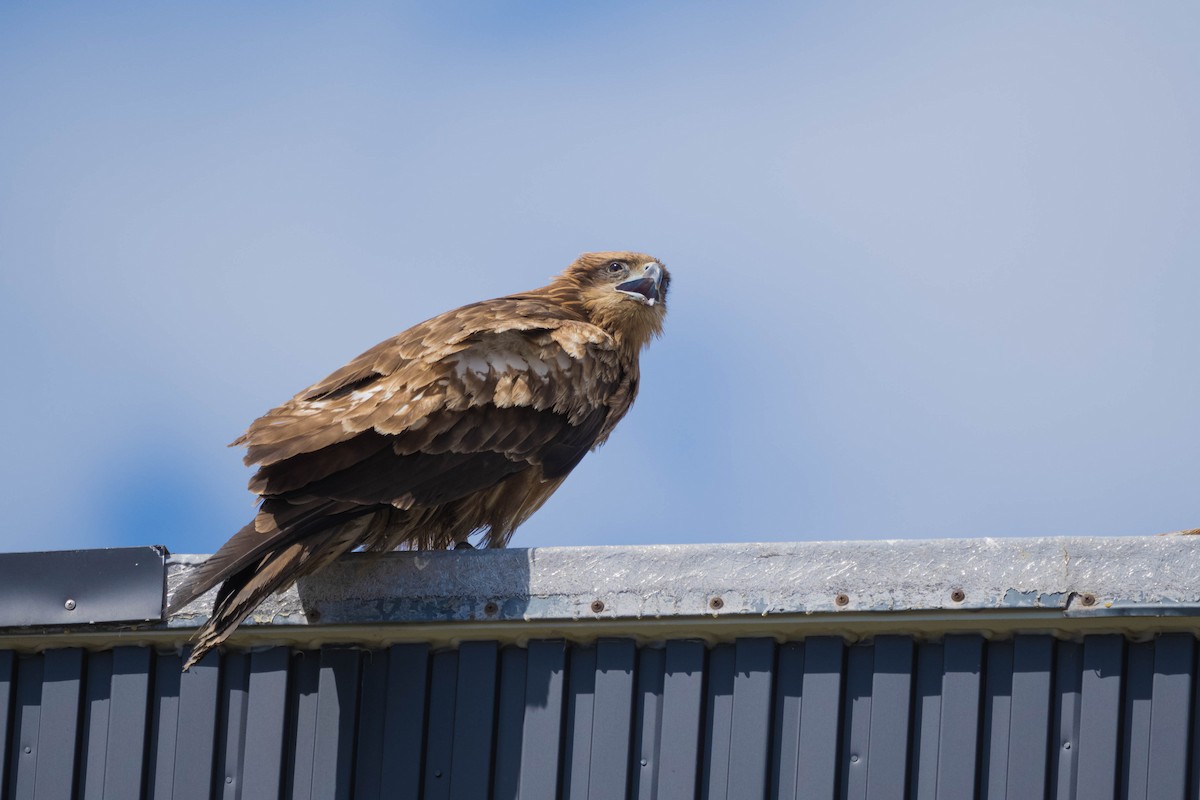 Black Kite - ML437413381