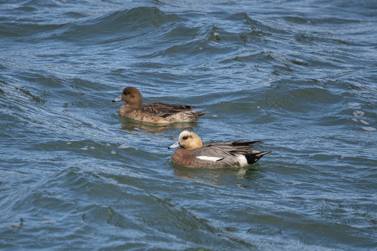Eurasian Wigeon - ML437413401