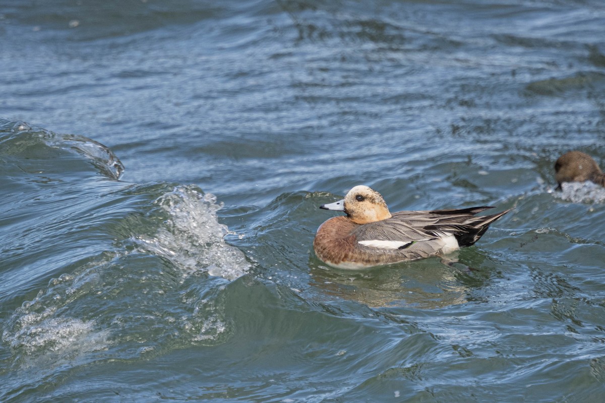 Eurasian Wigeon - ML437413411