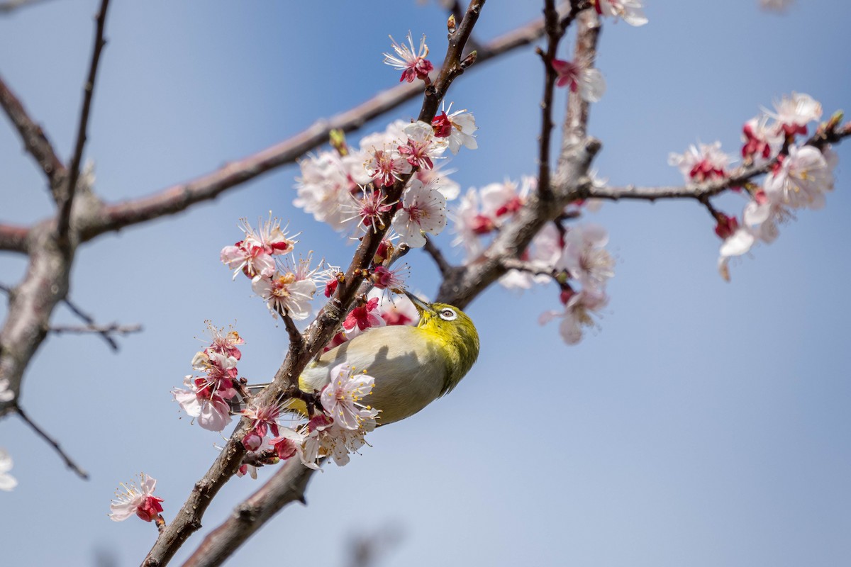 Warbling White-eye - ML437413531