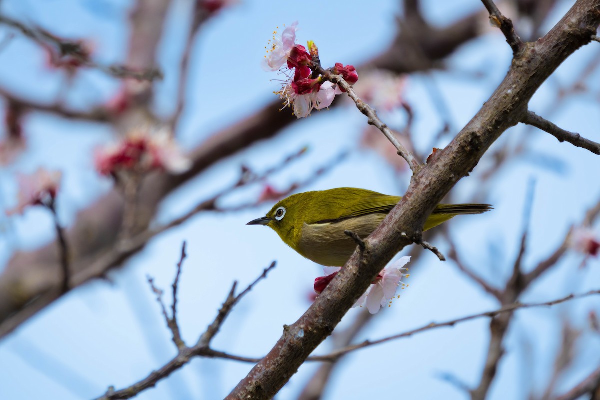 Warbling White-eye - ML437413551