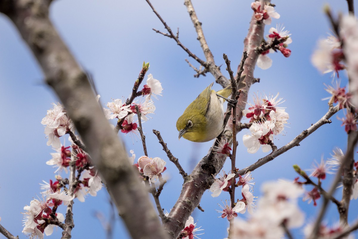 Warbling White-eye - ML437413571