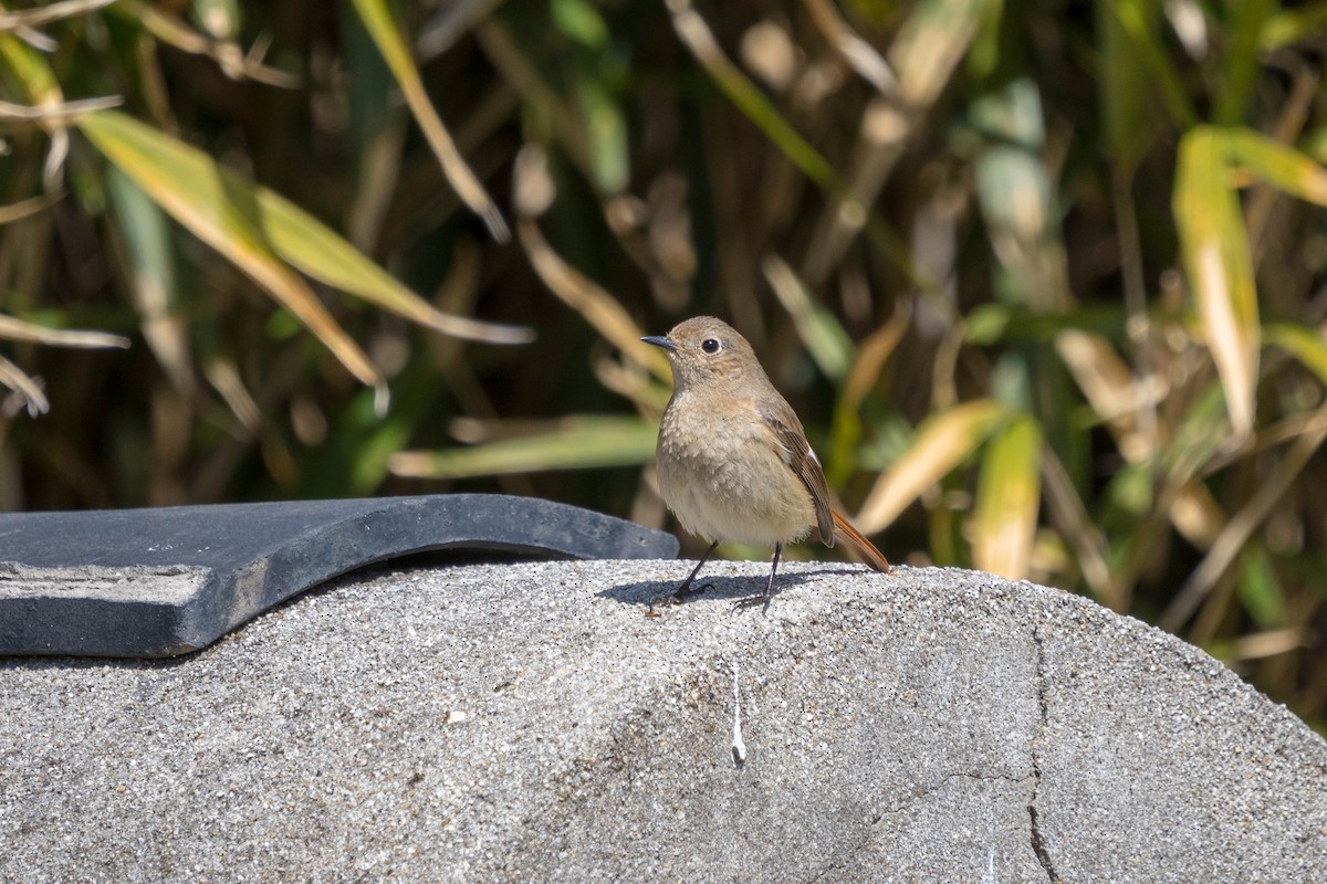 Daurian Redstart - ML437413841
