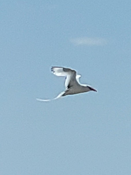 Red-billed Tropicbird - ML437414501