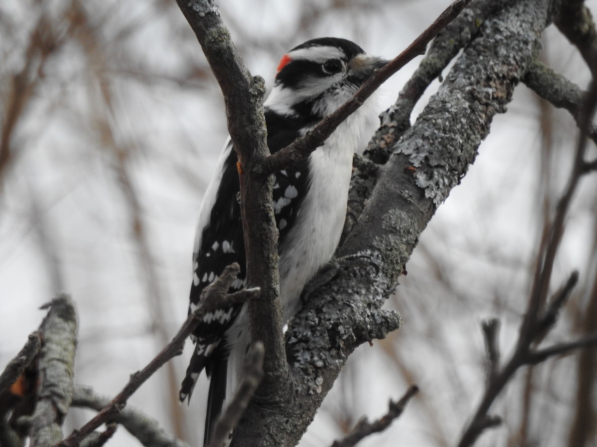 Downy Woodpecker - ML43741761