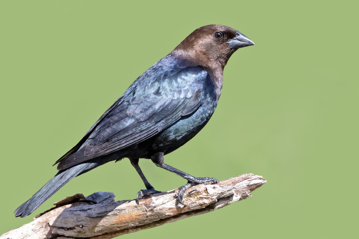 Brown-headed Cowbird - ML437418291