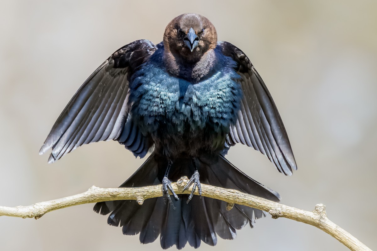 Brown-headed Cowbird - ML437418331