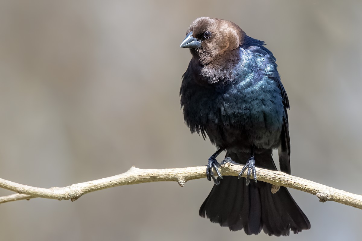 Brown-headed Cowbird - ML437418361