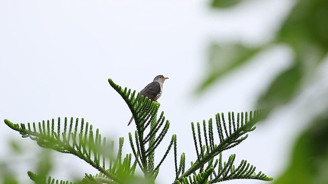 Oriental Cuckoo - ML437418391