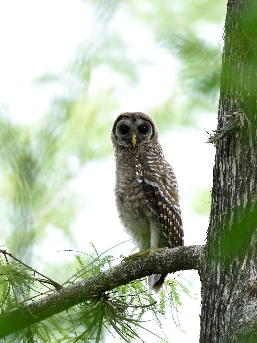 Barred Owl - Bente Torvund
