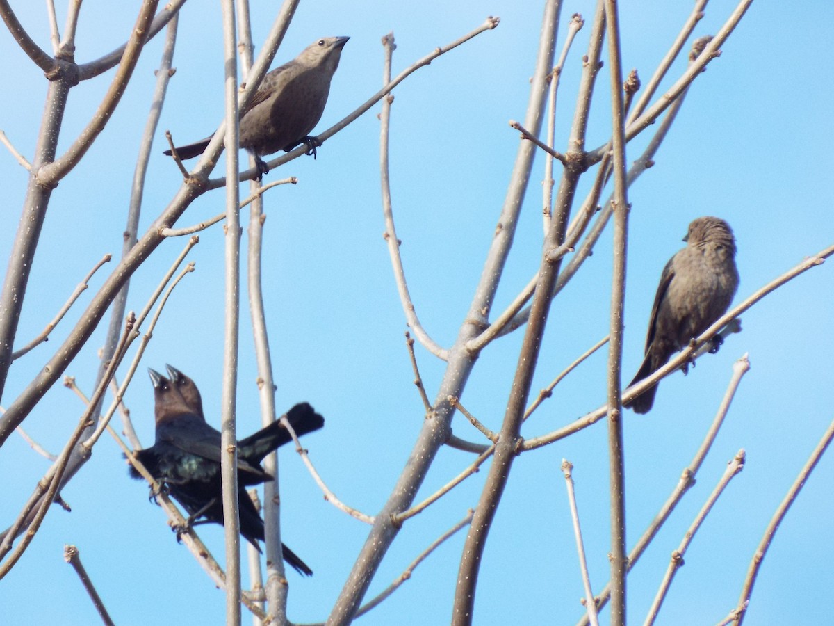 Brown-headed Cowbird - ML437418491