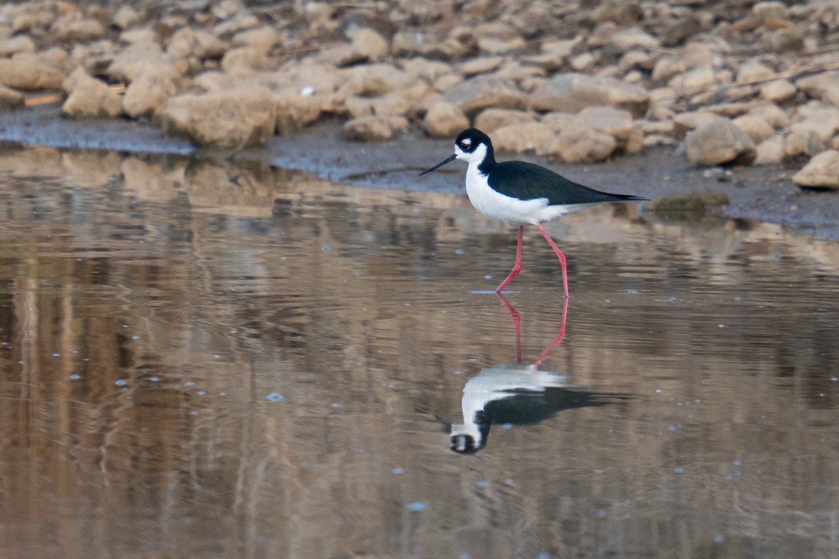 Black-necked Stilt - Jason Cole