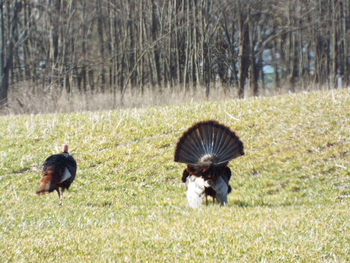 Wild Turkey - ML437419741