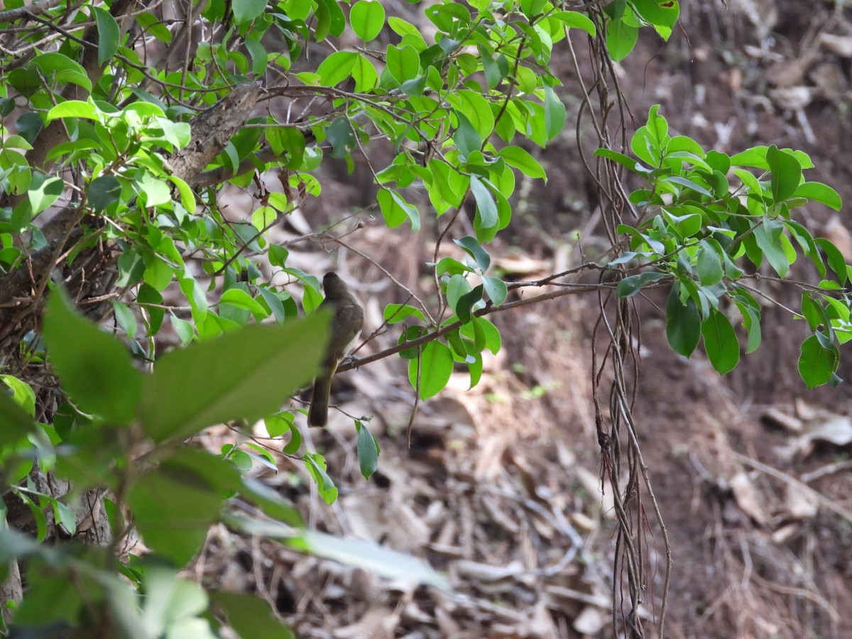 White-browed Bulbul - ML437420931