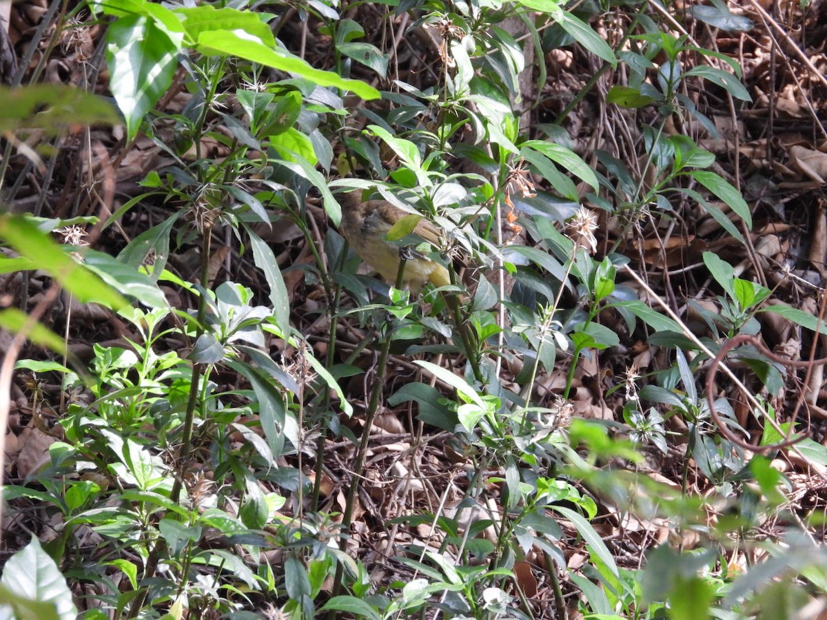 White-browed Bulbul - ML437421021