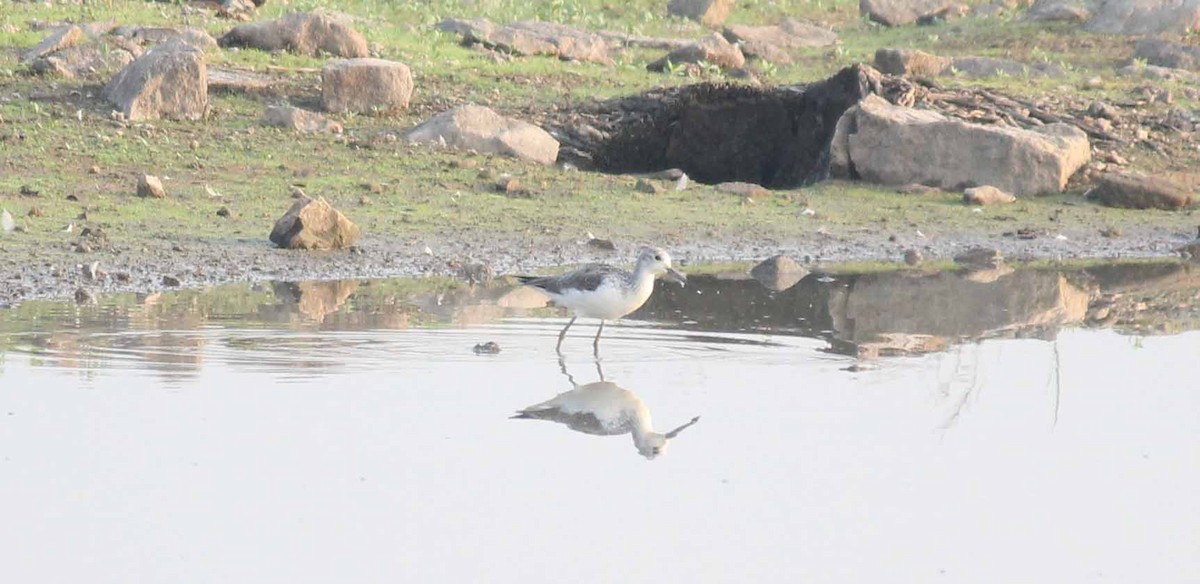 Marsh Sandpiper - ML43742121