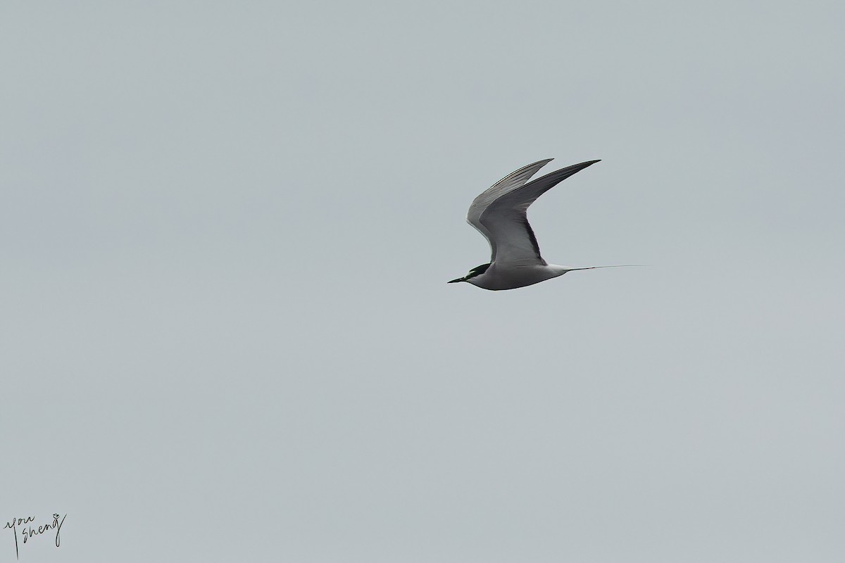 Aleutian Tern - ML437421391