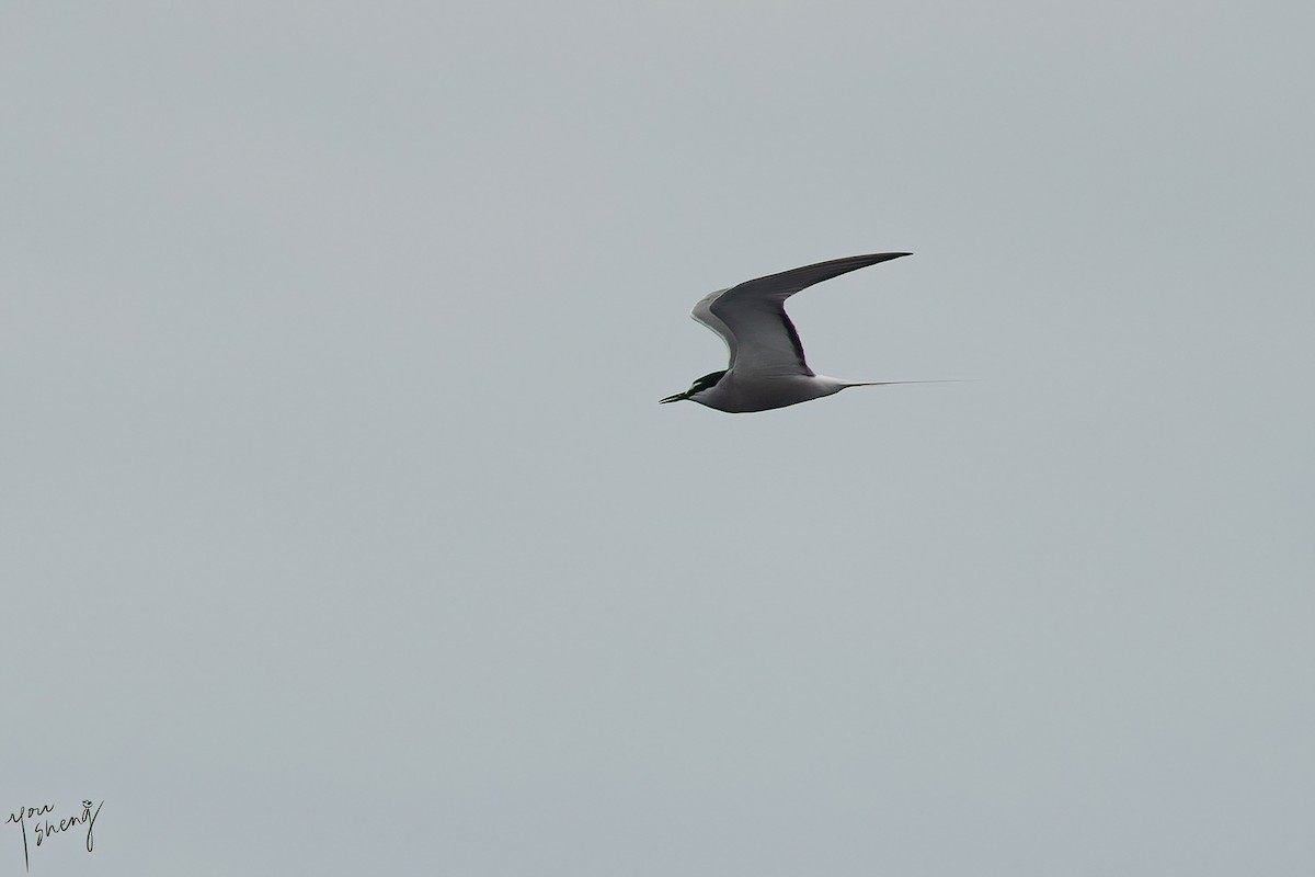 Aleutian Tern - ML437421441