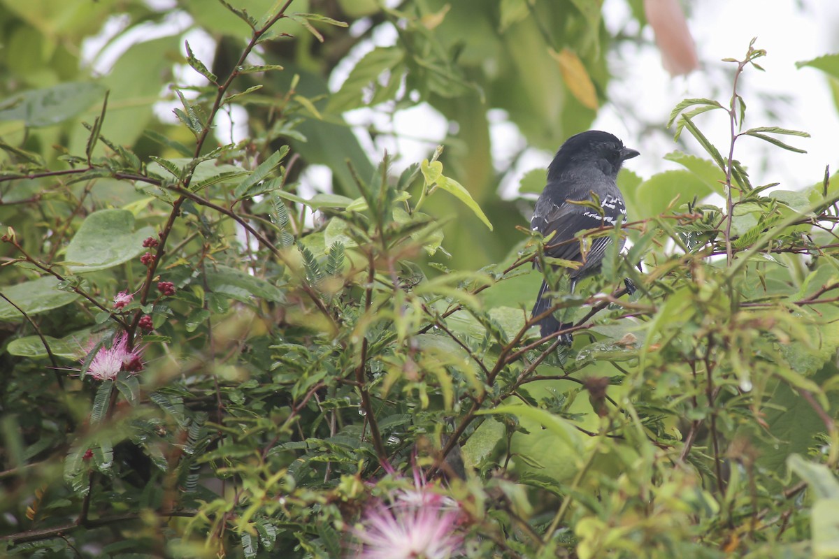 Variable Antshrike - ML437422701