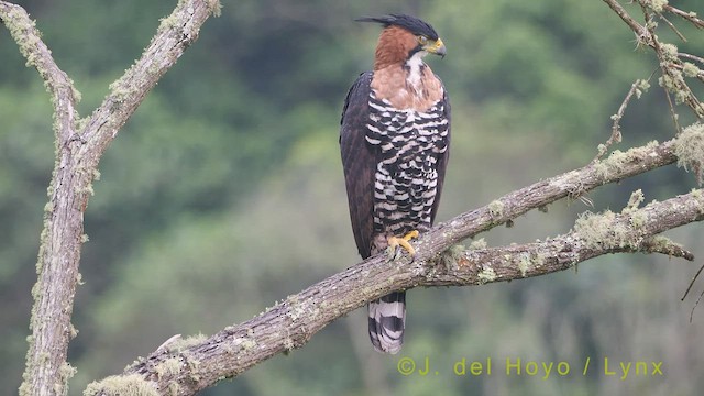 Ornate Hawk-Eagle - ML437422861