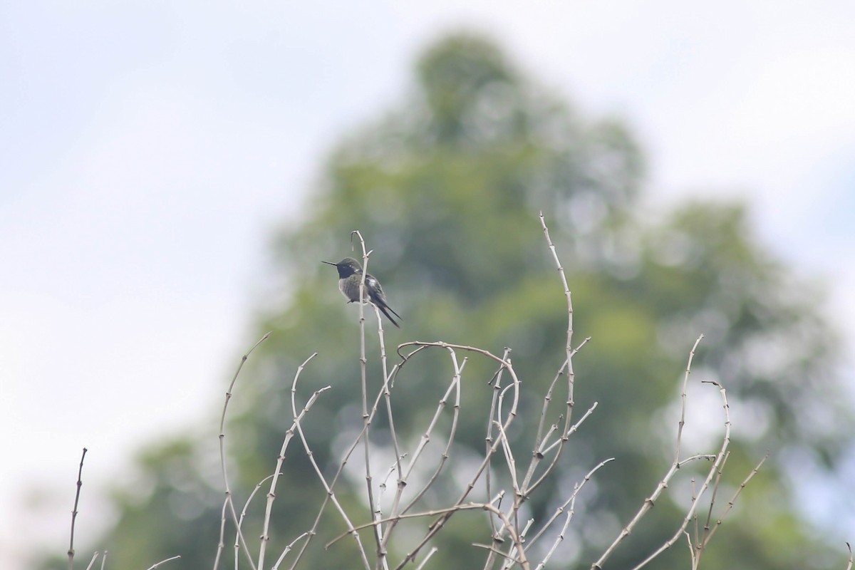 Colibri améthyste - ML437423801