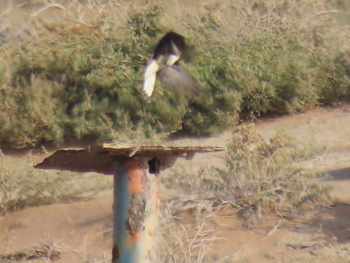 Hume's Wheatear - ML437425771