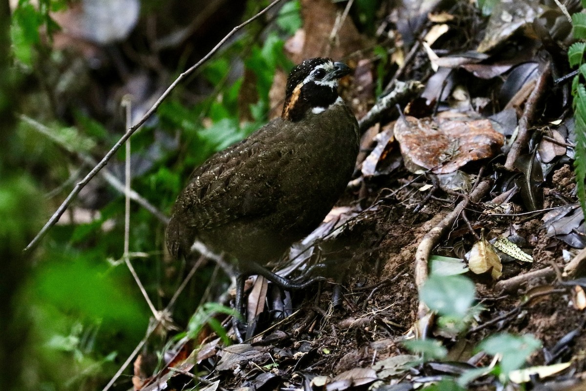 Corcovado del Tacarcuna - ML437425861