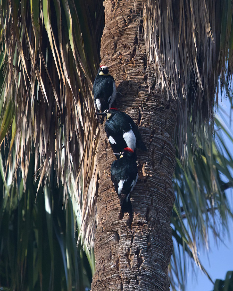 Acorn Woodpecker - Zach Kemp